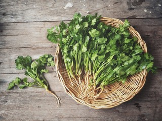 Coriander