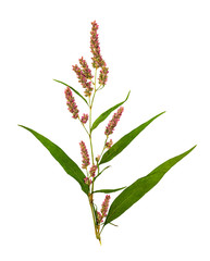 Wall Mural - Pressed and dried flower smartweed or persicaria hydropiper, isolated