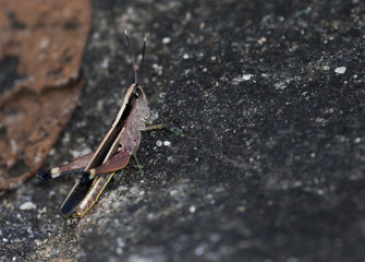 Wall Mural - The image of the brown  Grasshopper in Thailand.(Choroedocus violaceipes),Cassava Grasshopper.