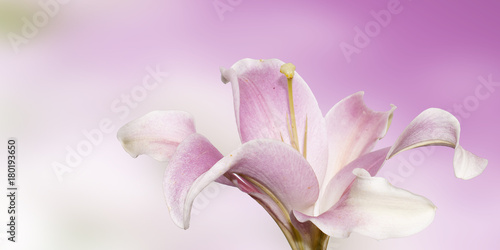 Zdjęcie XXL piękna lilia