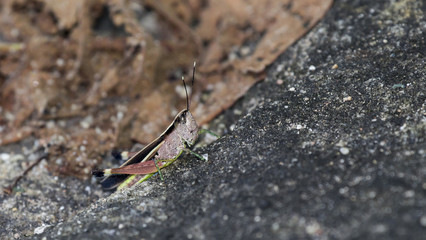 Wall Mural - The image of the brown  Grasshopper in Thailand.(Choroedocus violaceipes),Cassava Grasshopper.