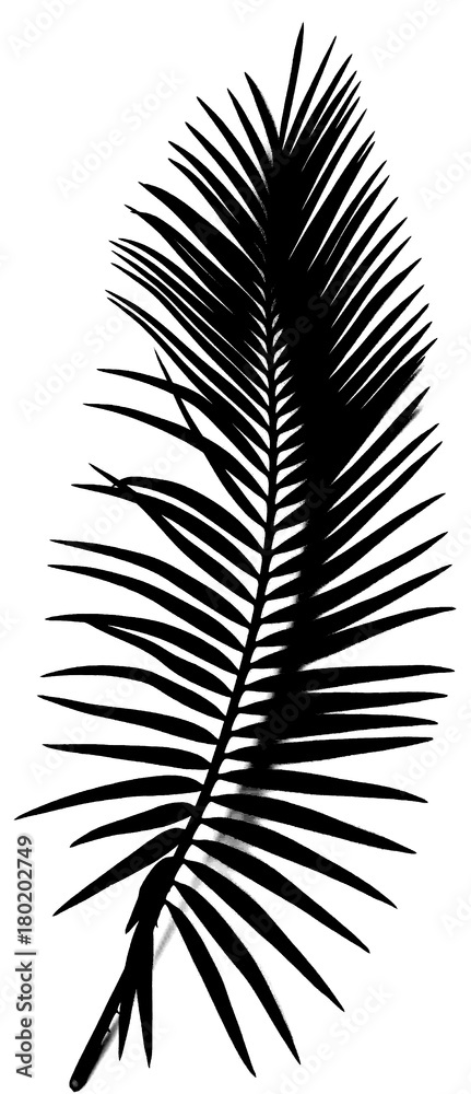 Gratuit Images Papier Peint Feuille De Palmier Sagoutier En Noir Et Blanc Palm Tree le plus cool salutations