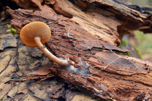 Mushroom And Mycelium