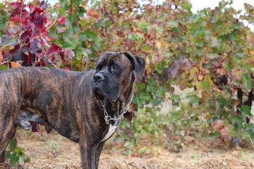 Wall Mural - chien dans une vigne : cane corso