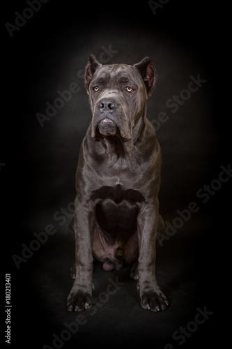 Cane Corso Black Dog On The Black Background Buy This
