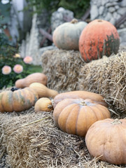 Wall Mural - Daylight view to harvested pumpkins on dried hay bales