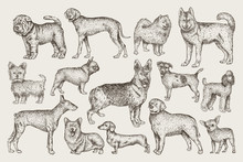 Hand Drawn Dogs Vector Set. Vector Illustration