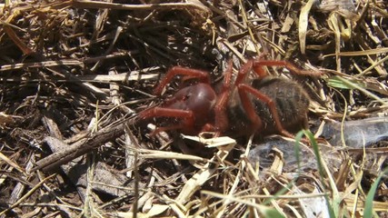  A large red spider hiding in dry grass.