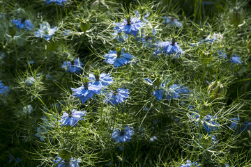 Sticker - Nigella damascena or  love-in-a-mist