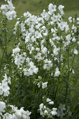 Wall Mural - Polemonium caeruleum 