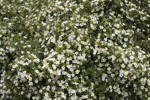 фотография Potentilla fruticosa 'Abbotswood' or shrubby cinquefoil
