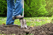 Gardener digging in a garden with a spade. Man using a big shovel for digging old lawn. 