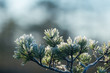 A beautiful closeup of a frosty pine brances in morning light. Swamp trees in sunrise. Shallo depth of field.