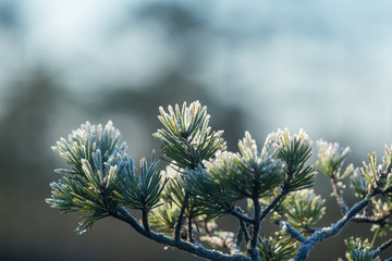 Wall Mural - a beautiful closeup of a frosty pine brances in morning light. swamp trees in sunrise. shallo depth 