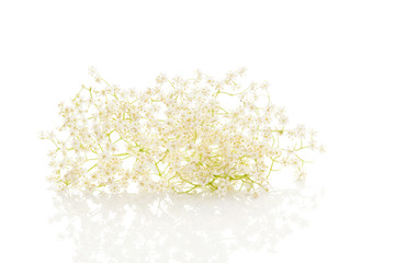 Wall Mural - Elderberry flower blossoms.