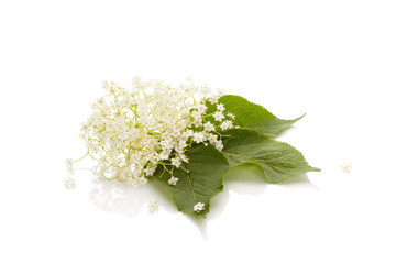 Wall Mural - Elderberry flower (Sambucus nigra)