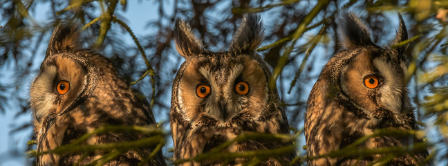 Portrait Long-eared Owl with big orange eyes n a pine trunk, wild animal in the nature winter quarters, germany