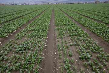 Wall Mural - cultivating spinach