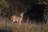 Fototapeta Konie - A white-tailed deer gazes out to an open field in autumn in Ottawa, Canada