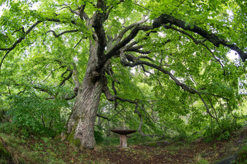 Wall Mural - Old linden tree in the evening. Forest in summer. Mohni, small island in Estonia, Europe.