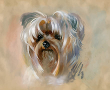 Hand Drawn Cute Yorkshire Terrier Dog