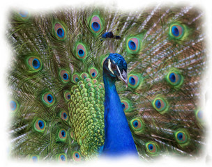 Wall Mural - Portrait of Peacock