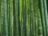 Fototapeta Dziecięca - Bambus Hintergrund Wald