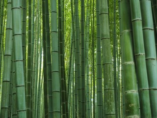  Bambusowy tło las
