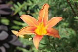 Fototapeta Kuchnia - Fleur orange