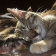 © Emy - gatti felini animali domestici