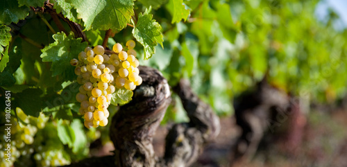 Cuadros en Lienzo Panorama dans les vigne en Anjou