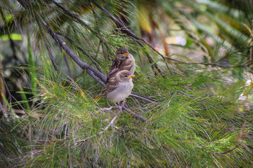 Two young sparrow fledglings perched on an evergreen tree branch