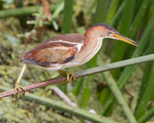 Wall Mural - Least Bittern