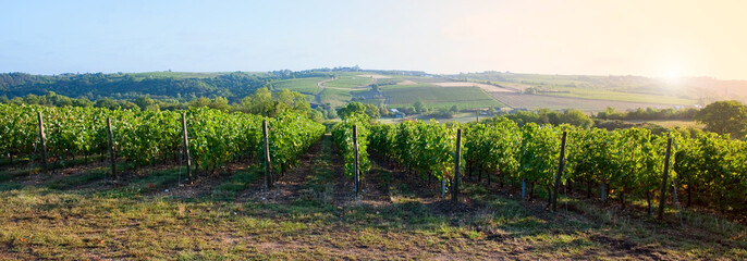 Panorama dans les vigne en Anjou