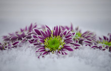 Winter Photography Image Of Fresh Cut Purple And Green Flowers In Snow With White Background And Taken On South Coast England UK