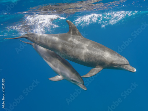 Fotografía Mother and baby bottlenose dolphins swimming underwater in the sea