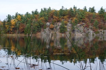 Wall Mural - Beautiful autumn view with colourful trees, green pine and river in the forest