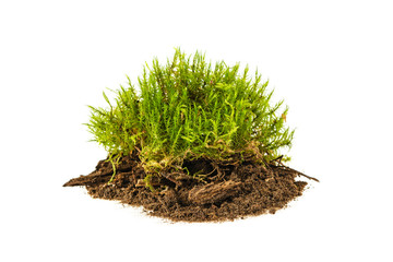 moss on the ground, isolated on a white background