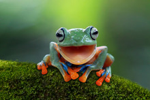 Tree Frog, Flying Frog Laughing