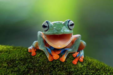 tree frog, flying frog laughing