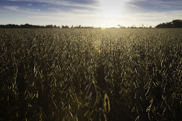 Sticker - soy bean agriculter