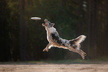 Dog Border Collie Jump