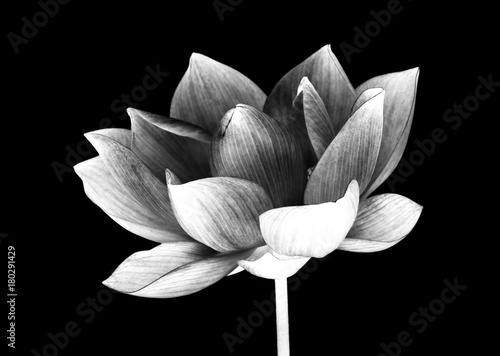 Dekoracja na wymiar  glowa-kwiatu-na-czarnym-tle
