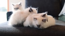 Kittens Sleeping Together