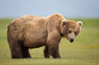 © Clemens Vanderwerf - Portrait of brown bear standing on grassy landscape