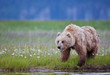 © Clemens Vanderwerf - Brown bear eating meadow grass with wild flowers in Alaska