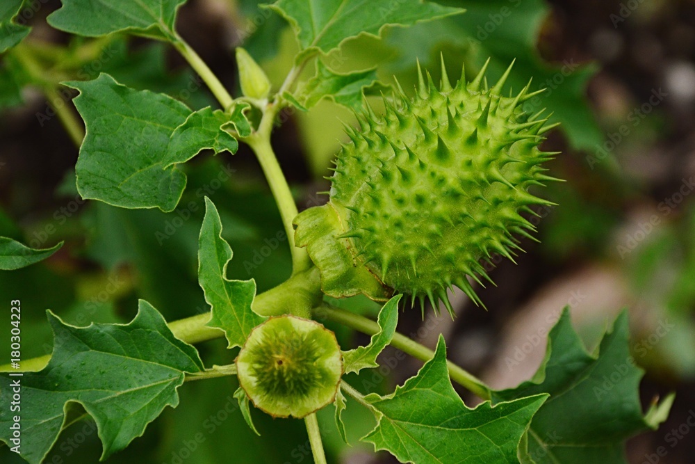 Seed capsule of hallucinogen plant Jimsonweed, also called Devil's snare,  hell's bells, devil's trumpet or Thornapple, latin name Datura Stramonium.  Stock Photo | Adobe Stock