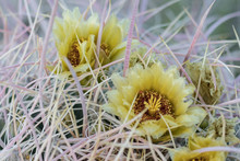 Blooming Desert VII (Close Up Of A Yellow Cactus Flower With The Spikes For The Cactus)