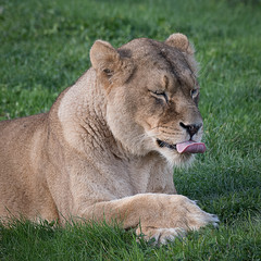 Poster - A detailed close portrait of a lioness lying on grass with her tongue out licking her lips and eyes closed in square format