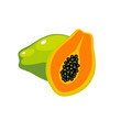 Summer fruits for healthy lifestyle. Papaya, whole fruit and half. Vector illustration cartoon flat icon isolated on white.